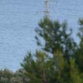 Efectos de filtro UV en diferentes longitudes focales